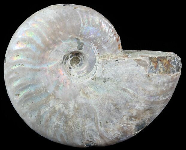 Silver Iridescent Ammonite - Madagascar #51493